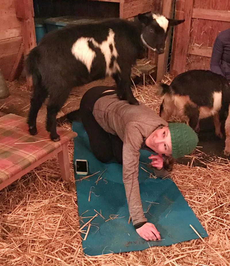 goat yoga