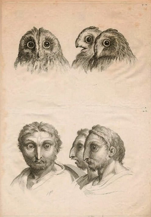 illustration of humans evolved from other animals