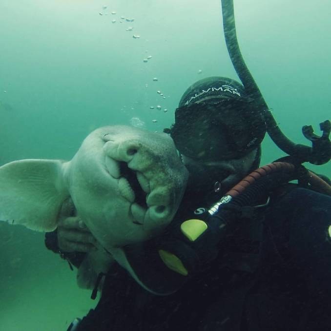 shark cuddles with diver