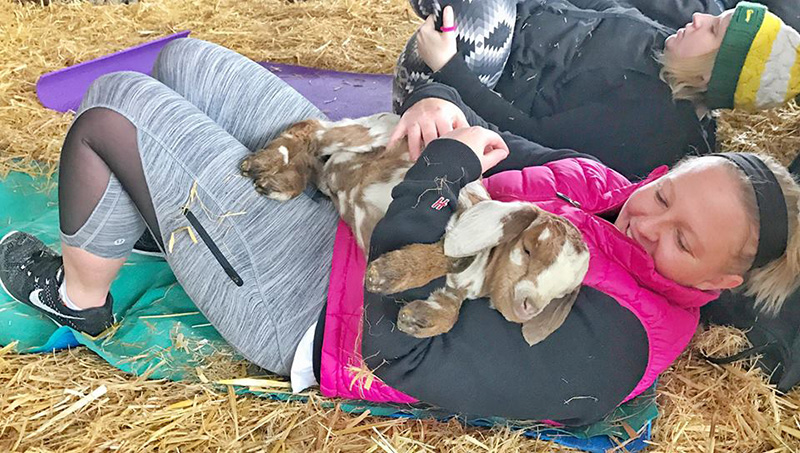 goat yoga