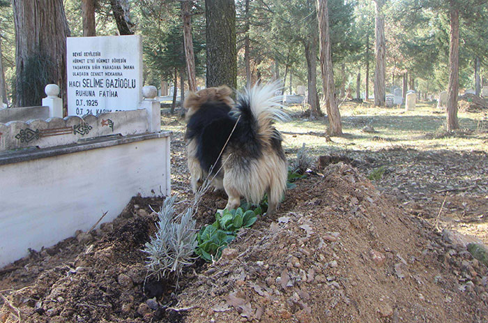 dog visits owners grave every day