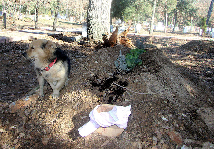 dog visits owners grave every day