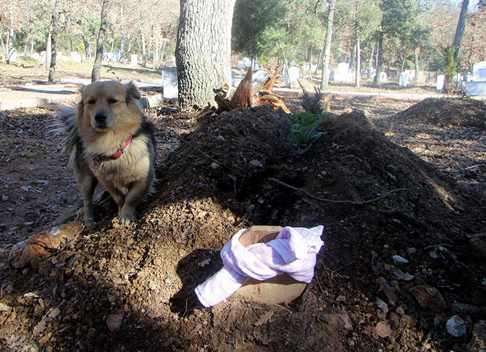 dog visits owners grave every day