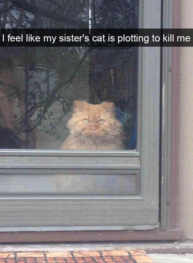 funny cat snapchats