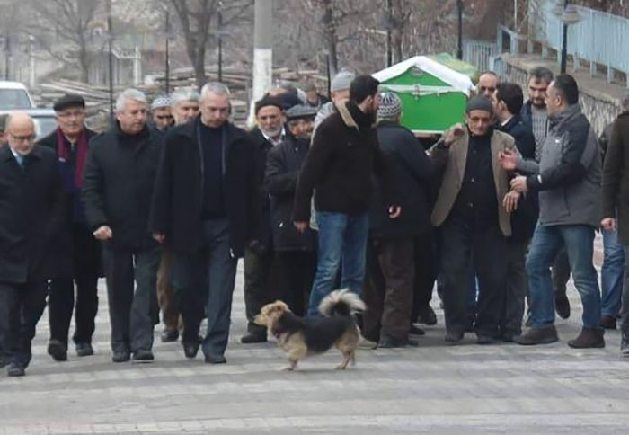 dog visits owners grave every day