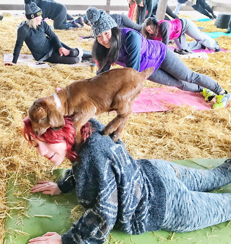 goat yoga