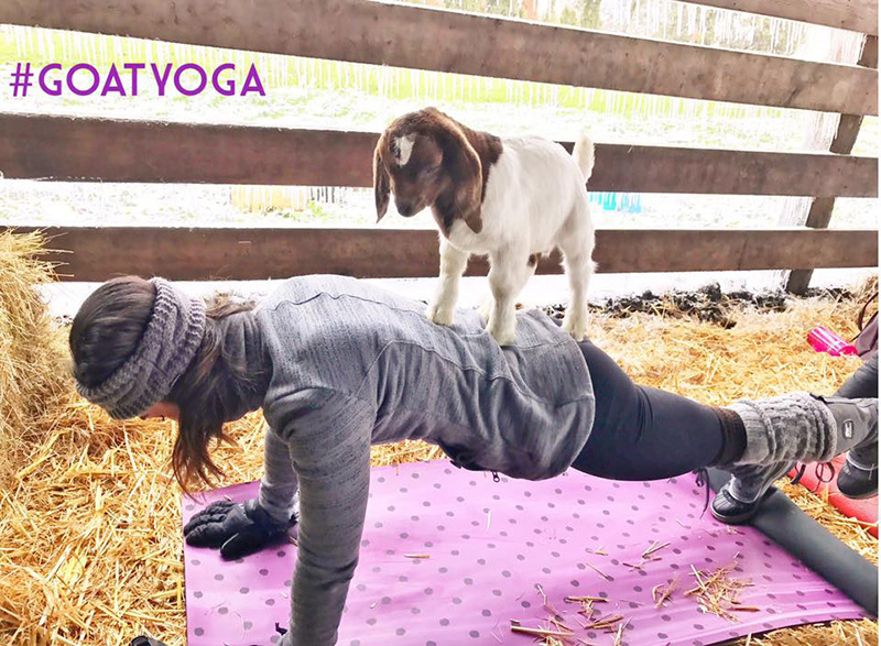 goat yoga