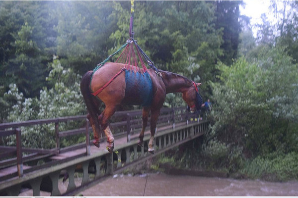 horse rescue bridge helicopter