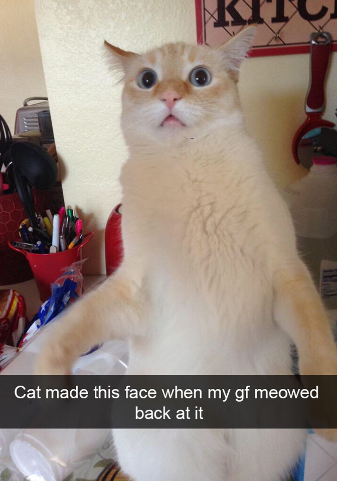 funny cat snapchats