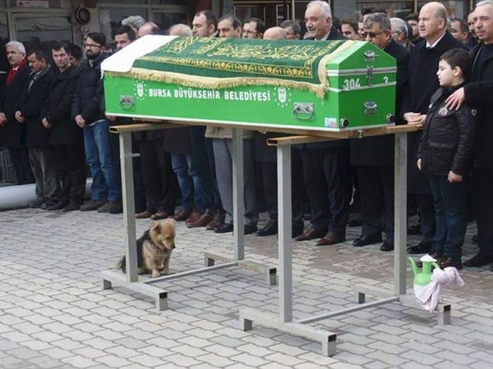 dog visits owners grave every day