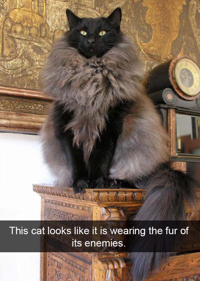 Here's 10 Funny Cat Snapchats Guaranteed To Make You Laugh