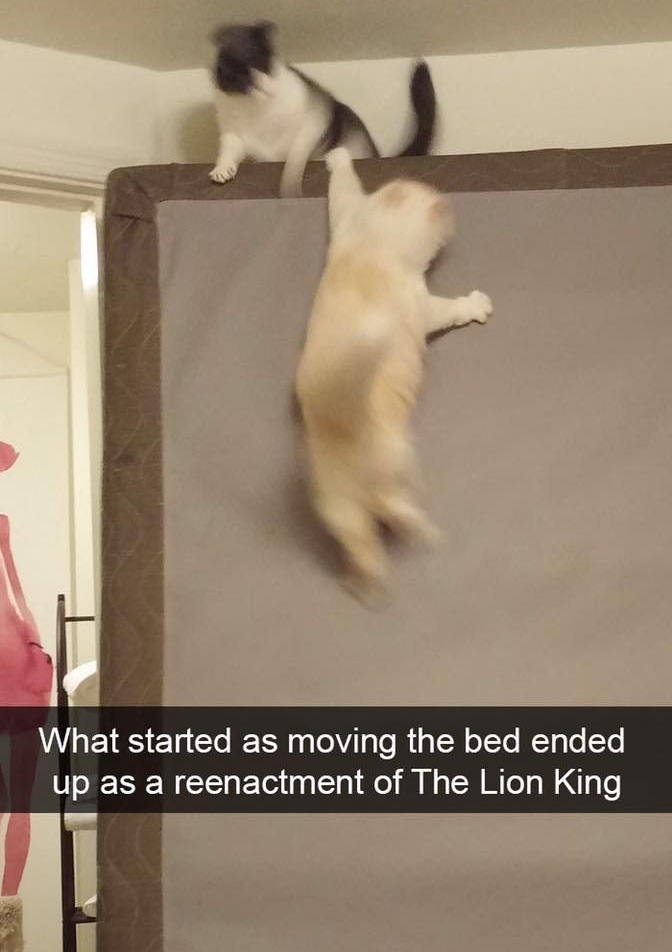 funny cat snapchats