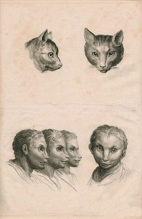 illustration of humans evolved from other animals