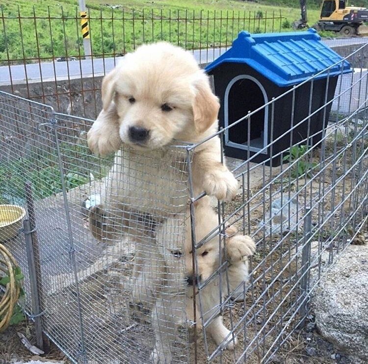 prison break puppies