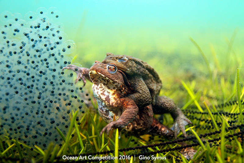 ocean underwater photography awards 2017