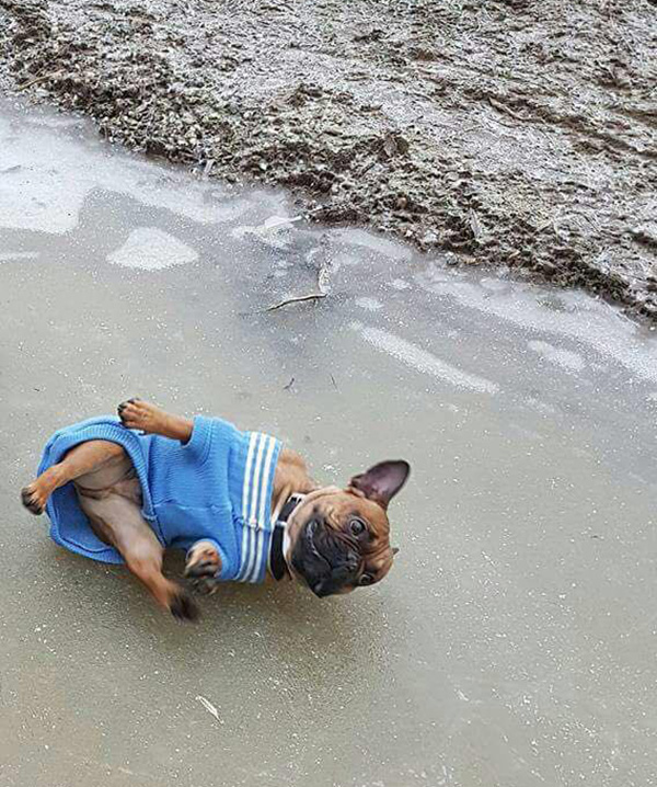 dog not so majestic