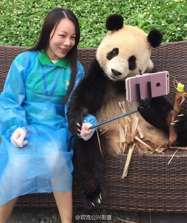 giant panda selfies