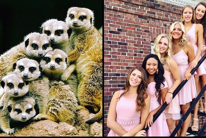 sorority sisters meerkats pose funny pictures