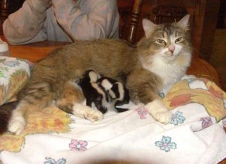 cat nurses baby skunks