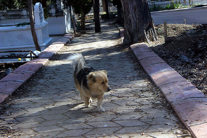 dog visits owners grave every day