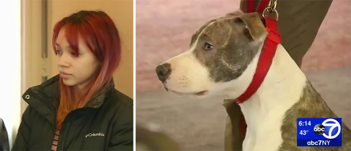 pit bull saves woman from rape good news 2017