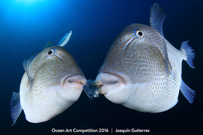 underwater photography awards