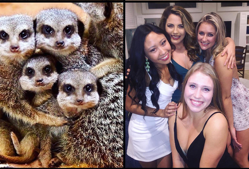 sorority sisters meerkats pose funny pictures