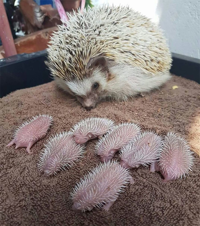 hedgehog babies with mom