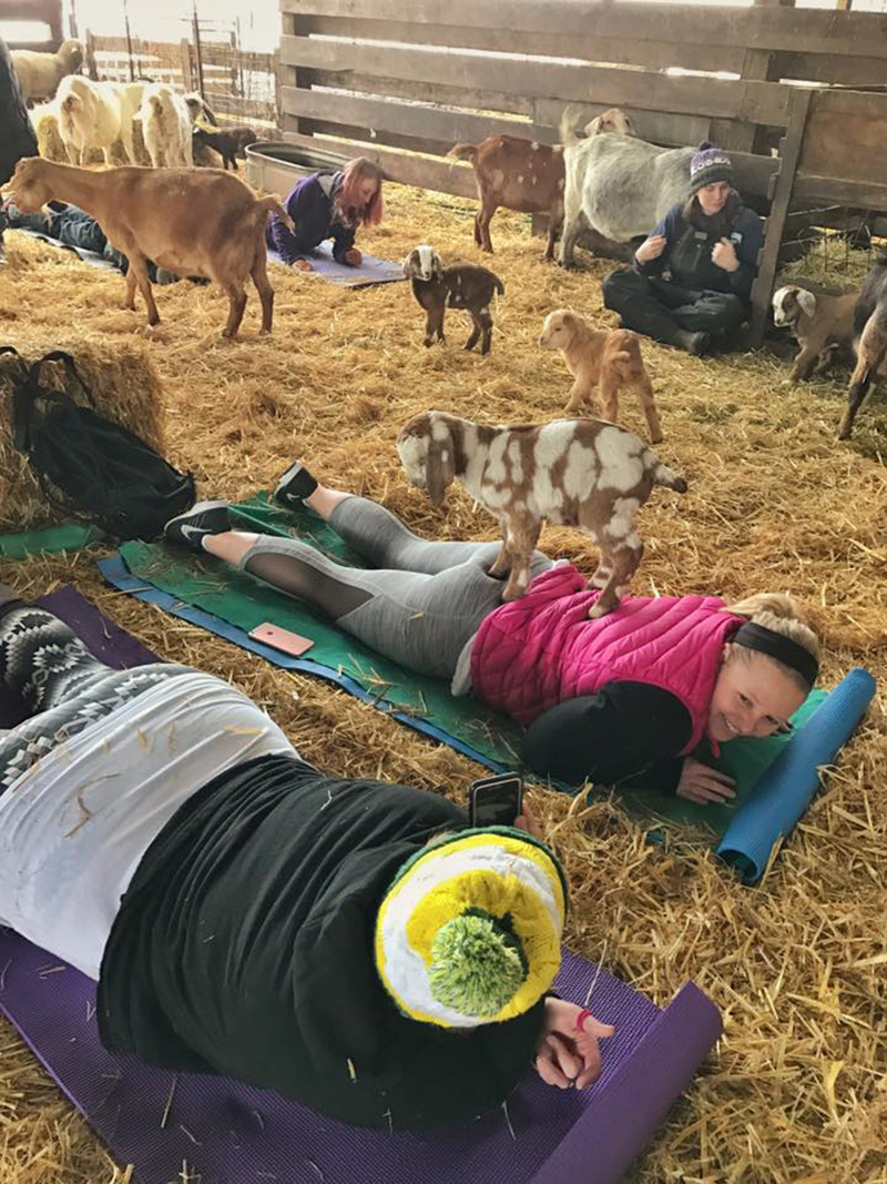 goat yoga