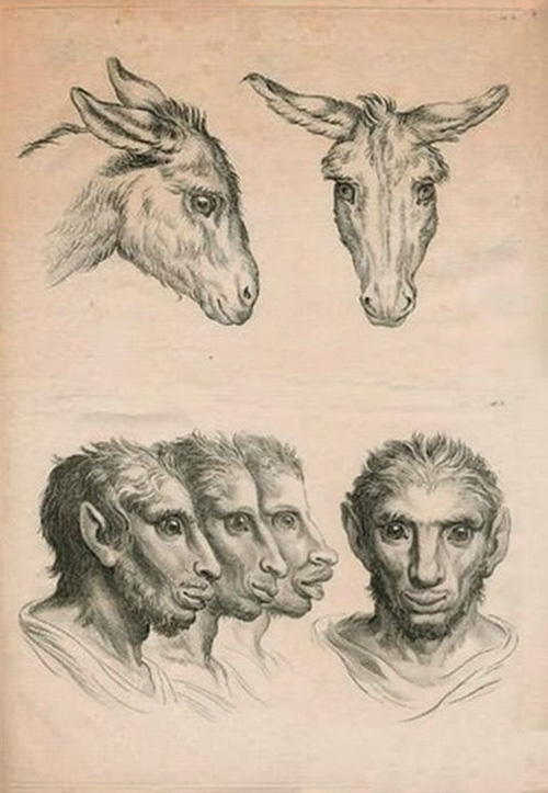 illustration of humans evolved from other animals