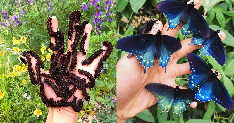 butterfly whisperer