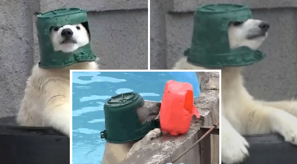 polar bear bucket hat