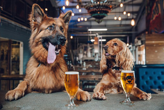 beer company gives employees off a week for a puppy
