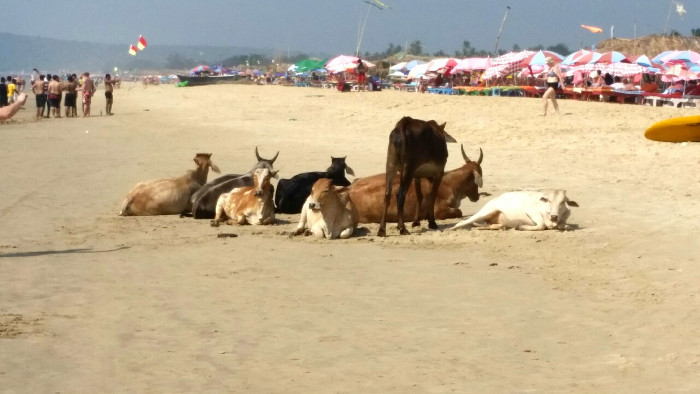 cows on vacation