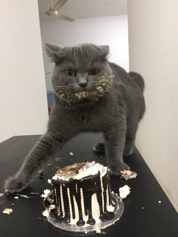 The cat ruined the cake