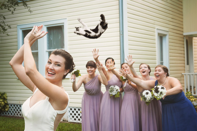 cat pictures