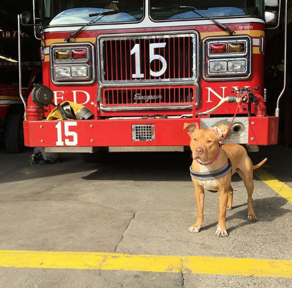 pit bull rescue from crack house to firehouse