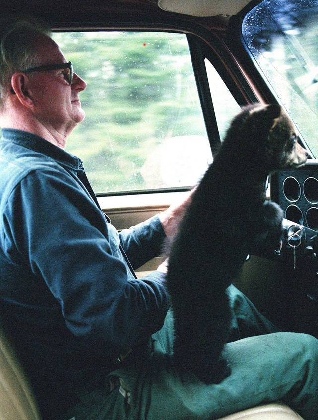 bear right car ride cute