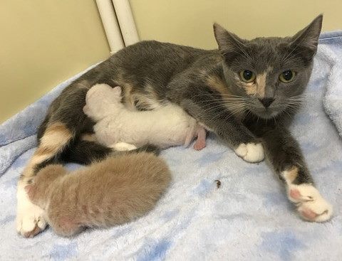 cat with kittens 2