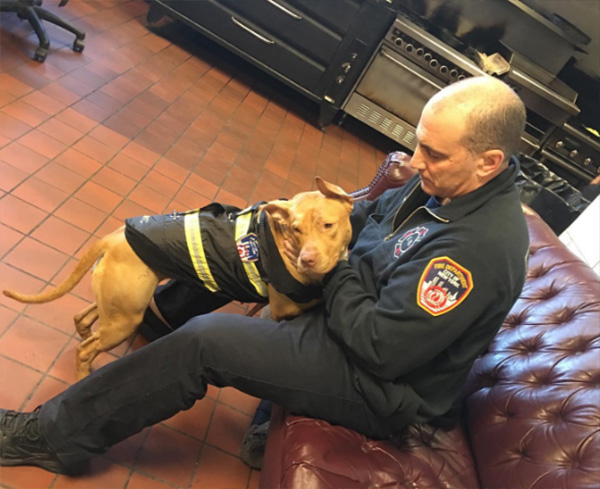 pit bull rescue from crack house to firehouse