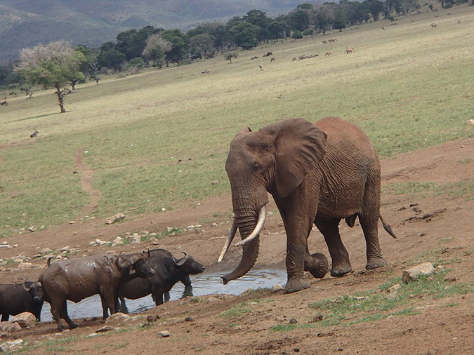 farmer brings wild animals water drought