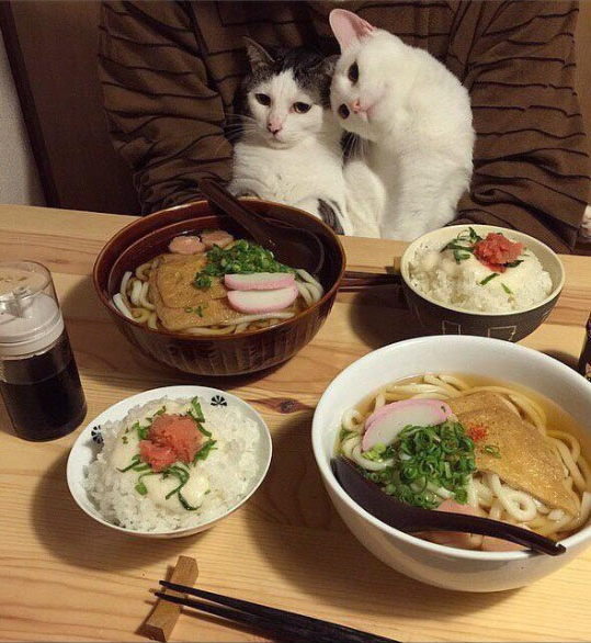cat dinner date 4