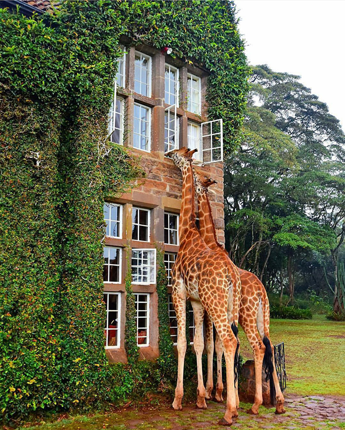 giraffe joins hotel guests for lunch