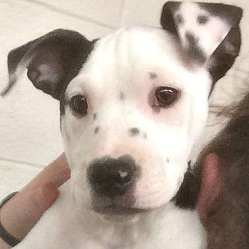 this puppy selfie ear