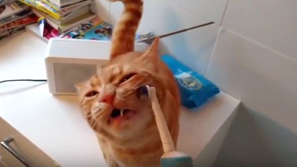 cat electric toothbrush
