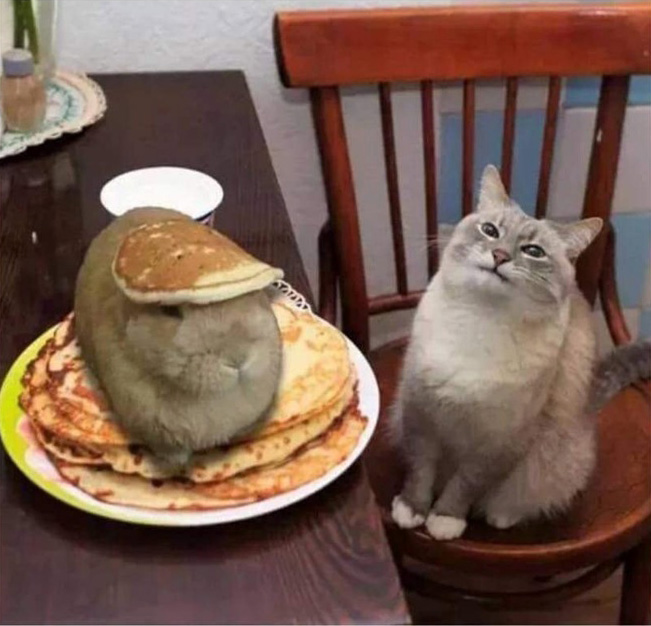 cat and hare in pancakes