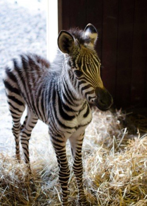 2 day old zebra