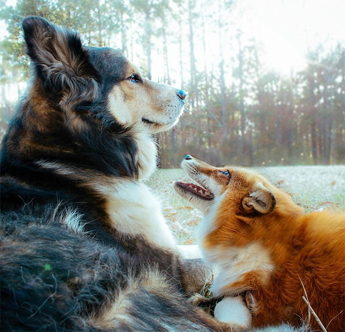 fox fell in love with the hound