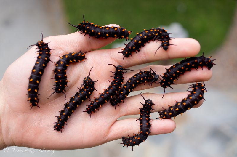 butterfly whisperer