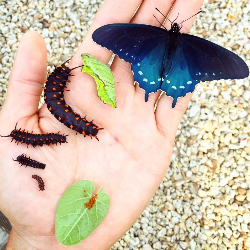 butterfly whisperer